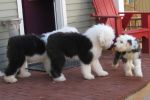 IMG_0081.JPG
