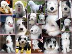 Z04 Puppies.jpg
