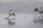 dogbeach08.jpg