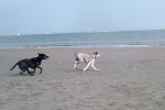 dogbeach09.jpg