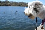 maggie-geese.jpg