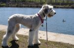 maggie-river.jpg