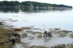 maine 017.jpg