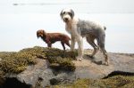 maine 026.jpg