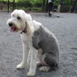 sheepie-012.jpg