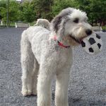 sheepie-013.jpg