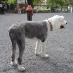 sheepie-018.jpg
