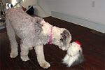 xmas-sheepie-02.jpg