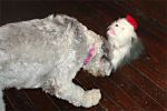 xmas-sheepie-03.jpg
