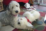 xmas-sheepie-08.jpg
