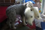 xmas-sheepie-09.jpg