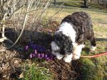 Murphy and flowers.jpg