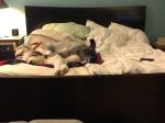 Bed.JPG
