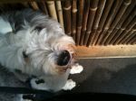 Izzie at the Tiki Bar 2.JPG