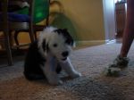 Izzie playing in the dining room.JPG