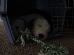 Izzie sleeping in her crate.JPG