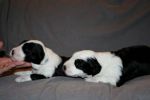 Sara and Suzi 1.jpg