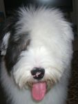 Bo Pup Headshot.jpg