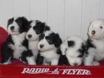 Radio flyer pup pics 1 Big.jpg