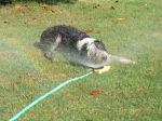playing in the sprinkler.jpg