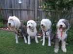 sheepie reunion 003.jpg