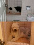 coopershower.jpg