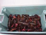 2007 Vacation back east tub of lobster.jpg