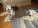 Baxter, Dixie  and Bosley laying Dec 2008.JPG