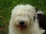 Bosley 6 months face.JPG