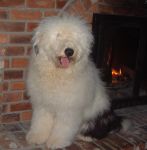 Bosley 8 months by the fireplace.JPG