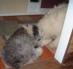 Bosley and Dixie eating.JPG