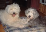 Bosley and Dixie on bed.JPG