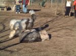 Bosley and Sam at the park.JPG