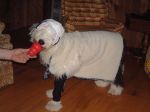 Bosley as a sheep.JPG