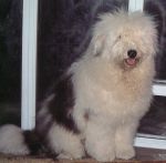 Bosley brushed 11 months.JPG