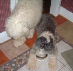 Bosley checking on Dixie_s eating.JPG