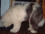Bosley eating.JPG