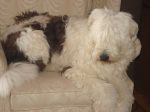 Bosley on chair.JPG