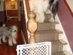 Bosley on stairs.JPG