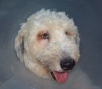 Bosley post surgery.JPG
