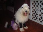 Bosley sheep dancer.JPG