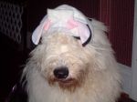 Bosley sheep head.JPG