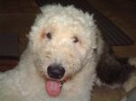 Bosley with his good eye.JPG