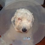 Bosley_s head in cone.JPG