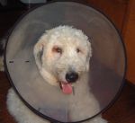 Bosley_s new cone.JPG