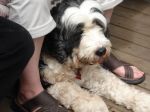 Dartmouth Murphy under chair.jpg