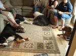 Dartmouth tired dogs.jpg