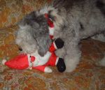 Dec 06 Dixie and Santa.JPG