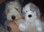 Dec 06 Dixie and trimmed stuffie.JPG