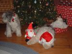 Dec 06 Pups out take.JPG